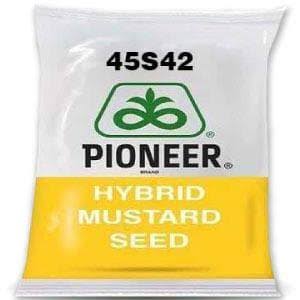 maize-seed