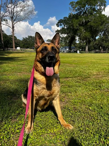 k9-team