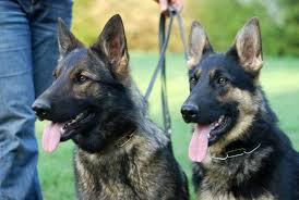 security-dog